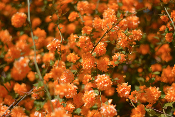 beautiful orange flowers