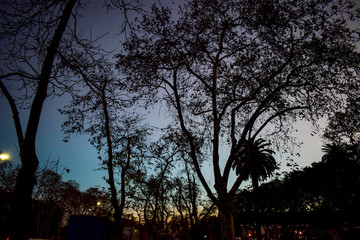 Fototapeta na wymiar tree at dusk