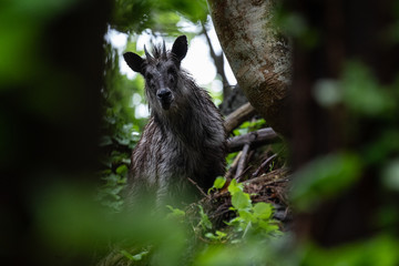 ニホンカモシカ- 青森県下北半島-梅雨－1