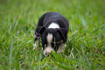 dog in the grass with a flower