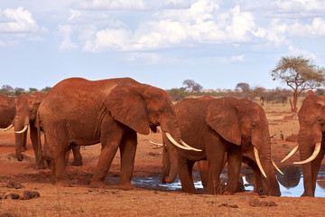 View of several African elephants in the savannah on safari in Kenya, Tsavo national park