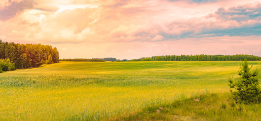 Sunset in field with grass. Blue sky and clouds.