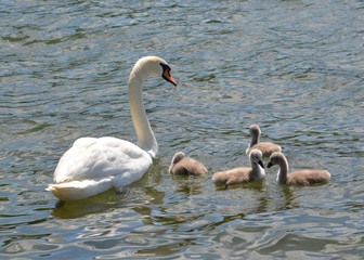 mother swan controls her little ones