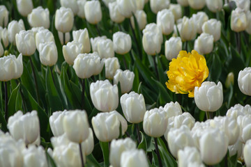 Yellow tulip hed over white tulips field background