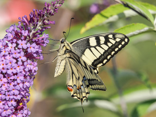 Papilio machaon (Schwalbenschwanz)