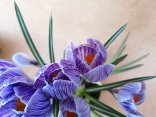 Close-up: purple and white crocus flowers and buds, green leaves covered with water drops. Dew runs...