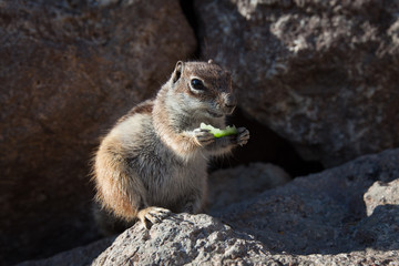 écureuil des plages