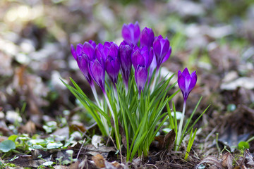 crocus - one of the first spring flowers