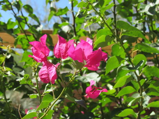 Obraz premium Pink bougainvillea flowers growing outside in the sunlight in Phoenix, Arizona