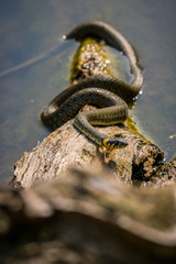 Ringelnatter 