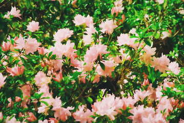 Pink Azalea Flowers Digital Art
