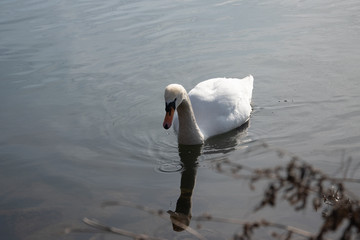 łabędzie © Iwona