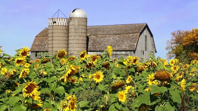 Loop features a field of colorful sunflowers swaying in the breeze backed by an old barn with two silos and a tree with autumn foliage.
