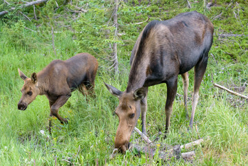 Naklejka na ściany i meble Shiras Moose in Colorado. Shiras are the smallest species of Moose in North America