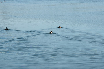 Gesi Kanadyjskie © Iwona