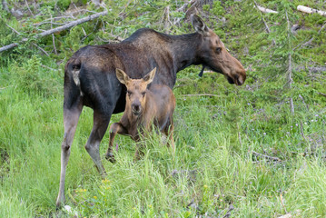 Shiras Moose in Colorado. Shiras are the smallest species of Moose in North America