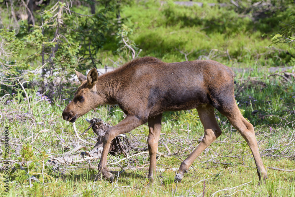 Wall mural Shiras Moose in Colorado. Shiras are the smallest species of Moose in North America