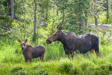 Shiras Moose in Colorado. Shiras are the smallest species of Moose in North America