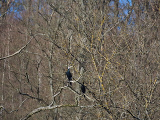 Kormoran - Pärchen auf Ast