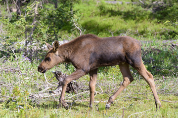 Shiras Moose in Colorado. Shiras are the smallest species of Moose in North America