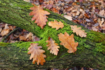 Oak leaves above an oak trunk