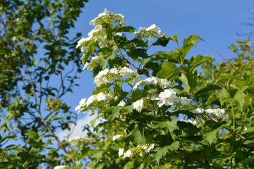 Blooming shrub of viburnum with white flowers.