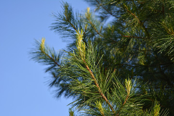 Fototapeta na wymiar Cedar branches with young shoots against clear blue sky in spring.