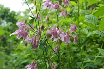 Beautiful blooming aquilegia or columbine with pink flowers.