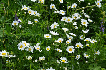 Daisy meadow in summer. Flowering chamomiles.