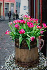 Pink red tulips on the street with background in old town Zurich, Switzerland
