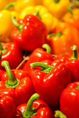 Colourful mix of different red, orange, yellow fresh bell pepper at market