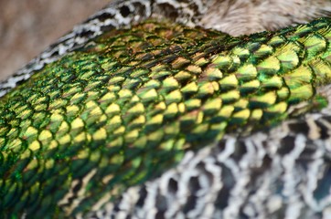 Peacock Fotoshoot 