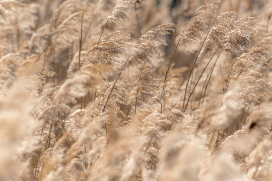 Dried reed with selective focus and blurred areas