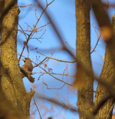 Hawfinch hidden among the branches