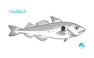 Haddock hand-drawn illustration