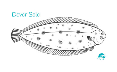 Dover Sole hand-drawn illustration