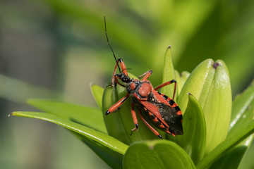 An adult red black assassin and thread-legged bug sitting on a lily