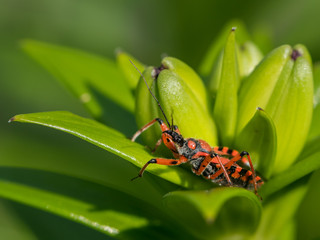An adult red black assassin and thread-legged bug sitting on a lily