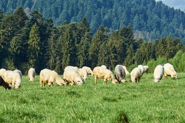 Fototapeta premium flock of sheep in Pieniny mountains, Poland.