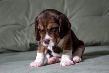 beagle puppy