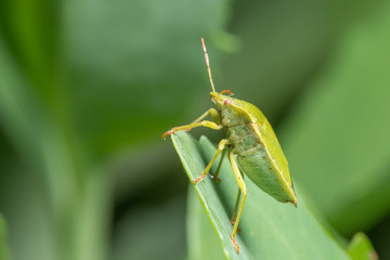 Closeup of an adult green shield bug sitting on a green leaf