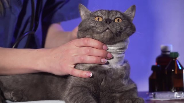 Veterinary bandage on wound of sick cat in hospital