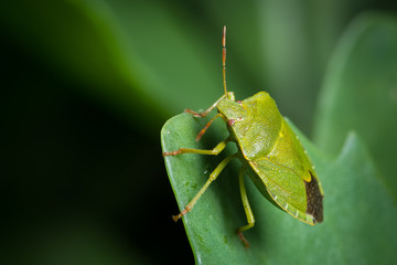 Closeup of an adult green shield bug sitting on a green leaf