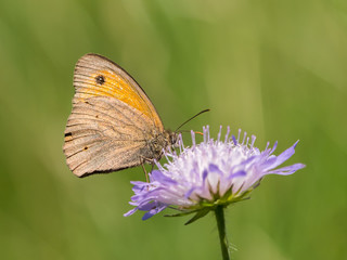 Closeup of a meadow brown butterfly sitting on a flower