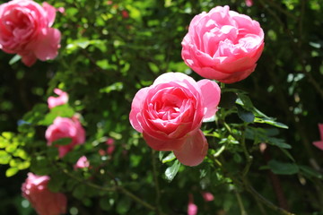 two pink rose flowers closeup and a green background