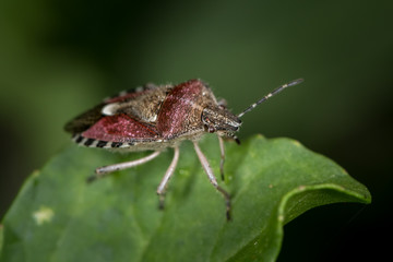 Closeup of an adult sloe bug sitting on a green leaf