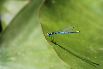 a blue damselfly closeup at a green leaf in the pond in springtime