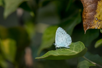 A holly blue butterfly resting on a green leaf