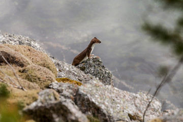 Hermelin in Fjordnorwegen in den Felsen