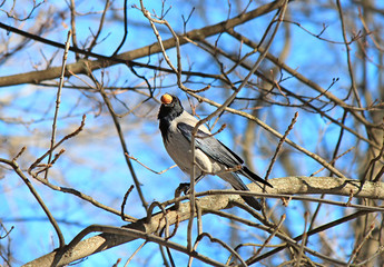 crow
